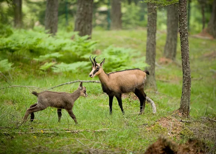 Corte Rossa Oda ve Kahvaltı 3*