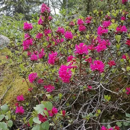 Corte Rossa 3* Tirano